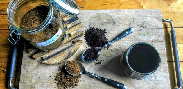 chaga gljiva protiv karcinoma dobrobiti gljive