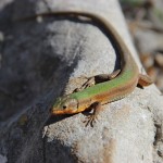 Gušterica
