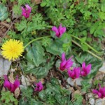 Paklenica bilje Paklenica bilje