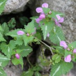 Paklenica bilje Paklenica bilje