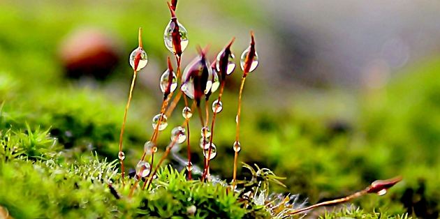 macro