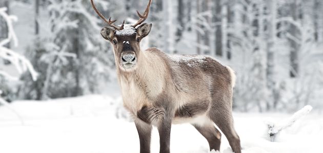 Što znači biti Čukč i živjeti na krajnjem sjeveru?