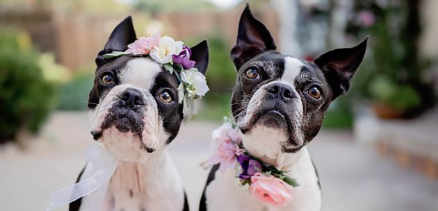 7 savjeta za vlasnike pasa koji imaju višak kilograma