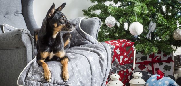 Poklonite svojim kućnim ljubimcima božićnu kolekciju iz snova