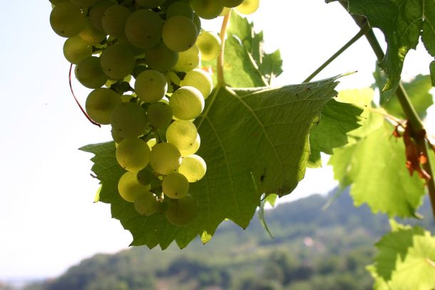 Grasevina