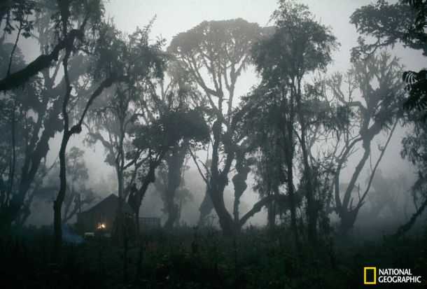 dian-fossey-3