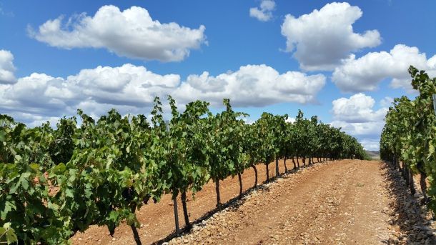 vinogradi
