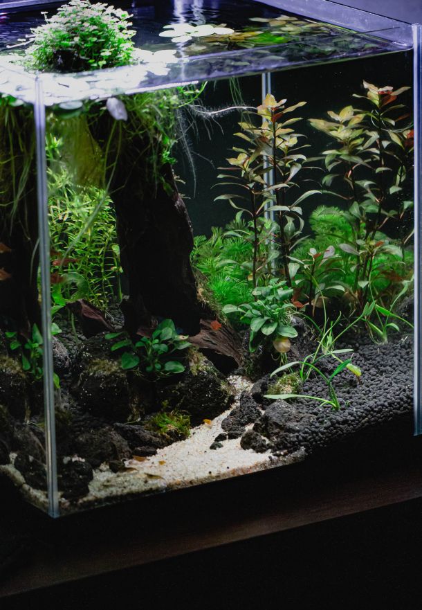 vrste akvarija za ribice akvarij