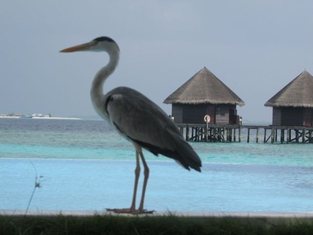 maldivi-caplja