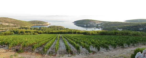 vinograd-u-uvali-vira-1