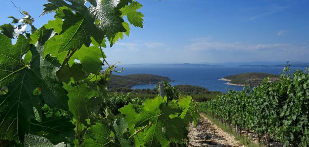 vinograd-u-uvali-vira