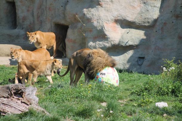 zekanje-zoo-6