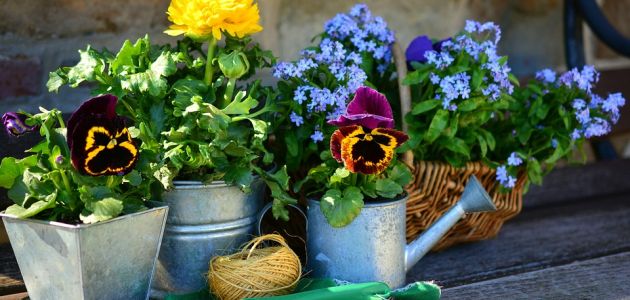 cvijece hibridi vt balkon nametnici