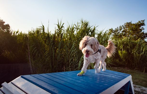 monty-dog-beach-rab-3