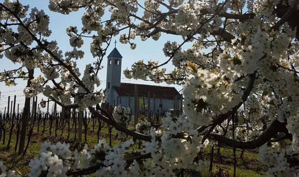 vinarija-markota