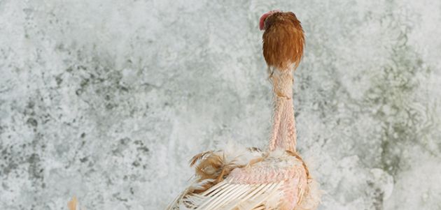 Denis Butorac i mesna manufaktura