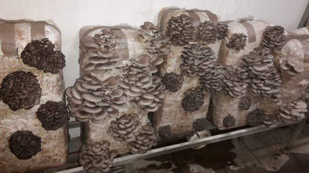 tihomir-tucman-gljive-1