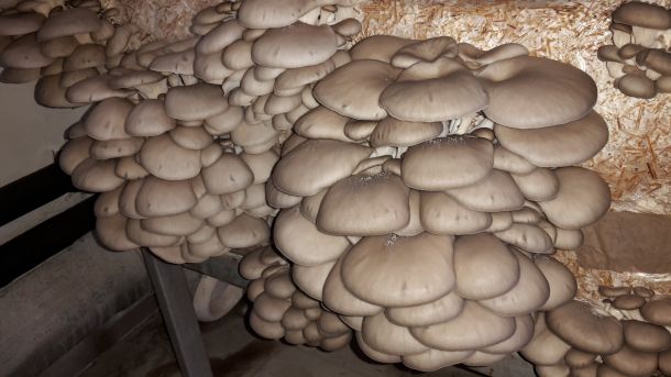 tihomir-tucman-gljive-3