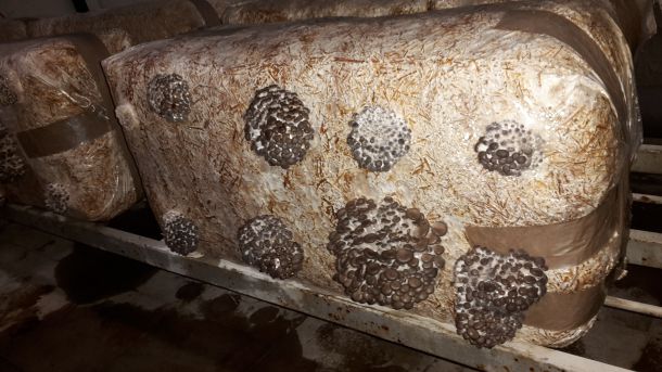 tihomir-tucman-gljive-7