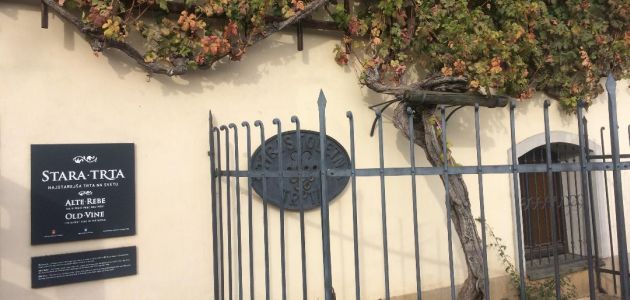 stara-trta