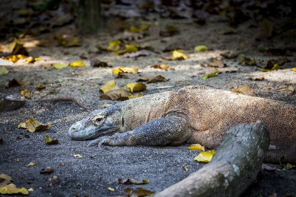 komodo nacionalni park flores