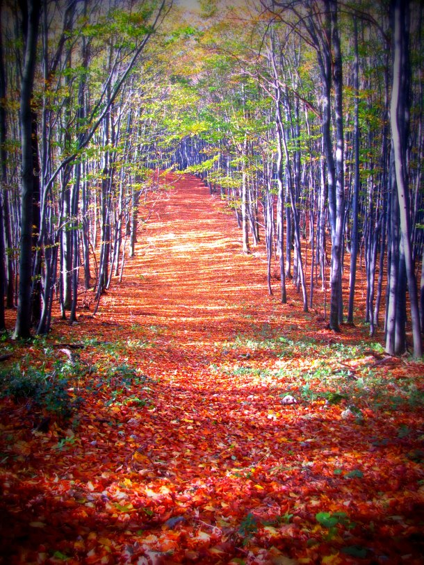 park-prirode-papuk-1