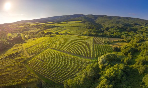 vinogradi-kutjevo