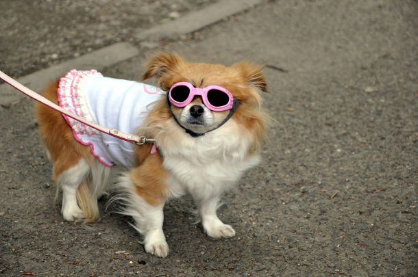 dog-friendly-odmor-2