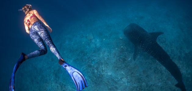 Top lokacije u svijetu gdje možete plivati s morskim psima