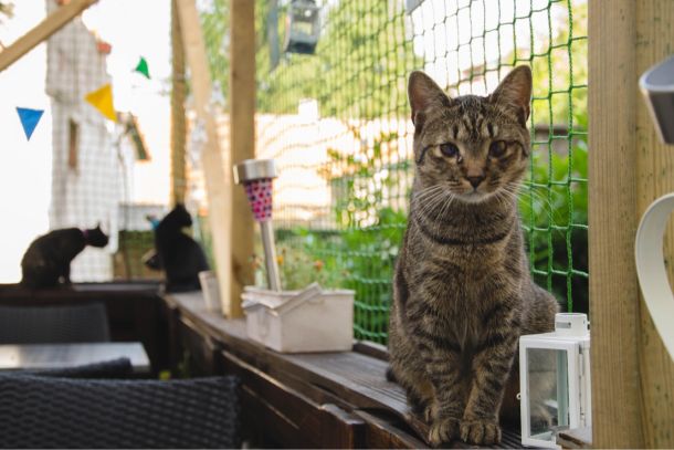 cat cafe