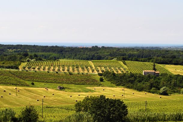 vinogradi santa lucija