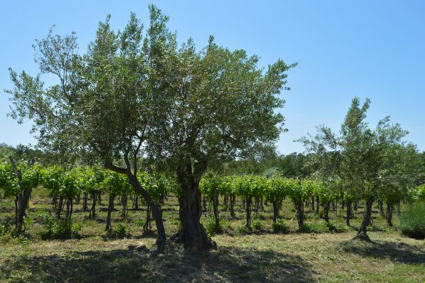 vinogradi vinarija rossi