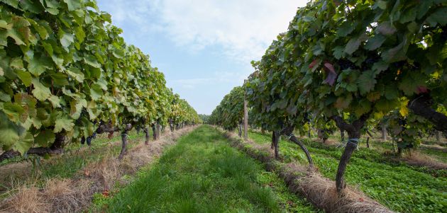 klima-frankovka-feravino