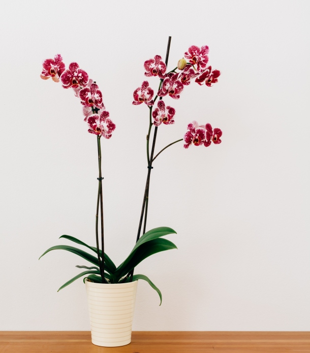 orhideja orhideje dom