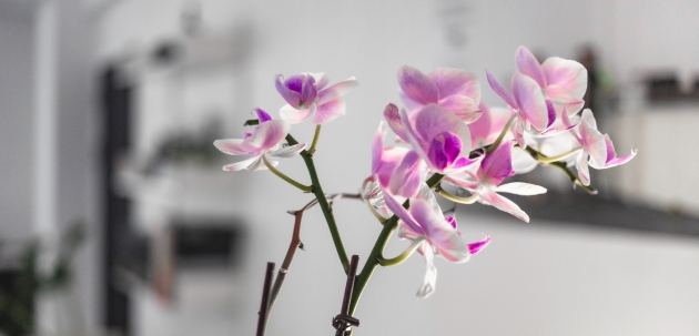orhideje orhideja kupnja