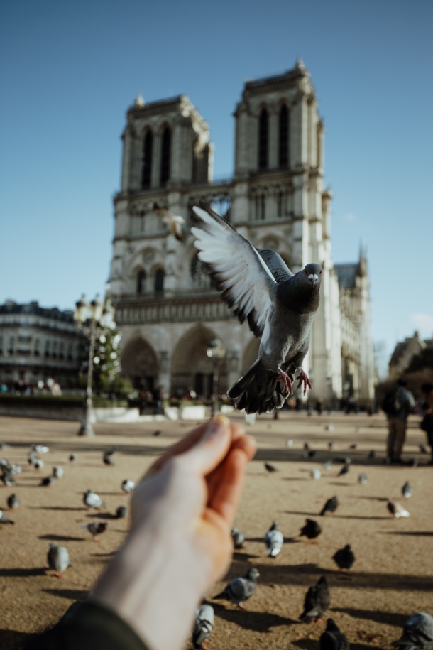 katedrala notre dame francuska