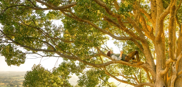 posadi drvo relaksacija