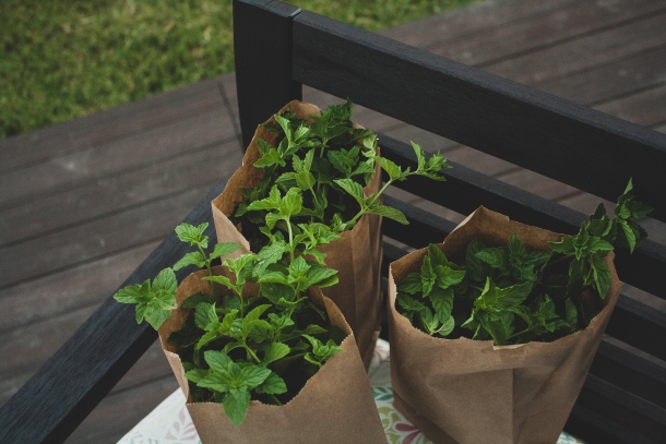 kupovno zacinsko bilje