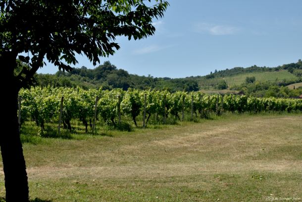 hotel-vinogradi-stupnicki-dvori