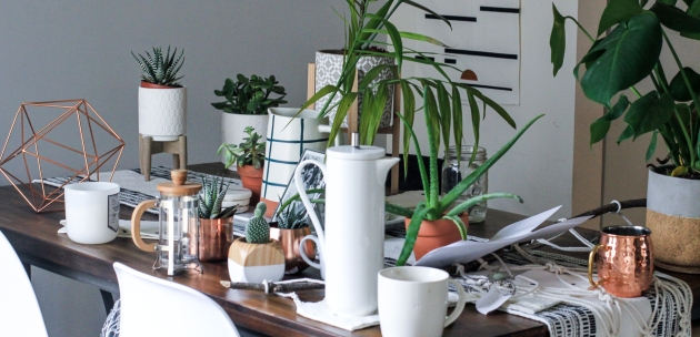 ljekovite sobne biljke sadnice