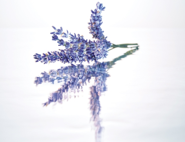 guerlain miris lavanda