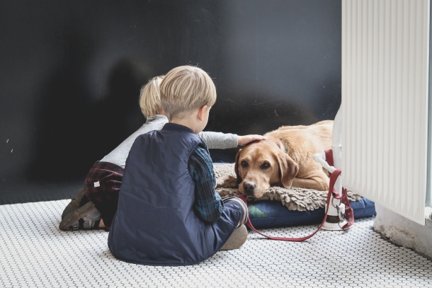 pasmine za djecu labrador retriver i djeca
