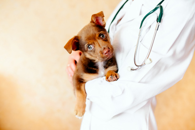 veterinar i pas