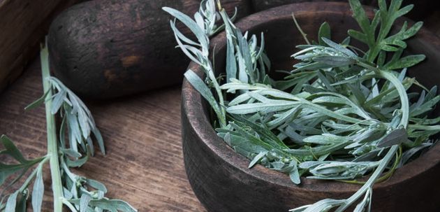 pelin za imunitet i lijecenje