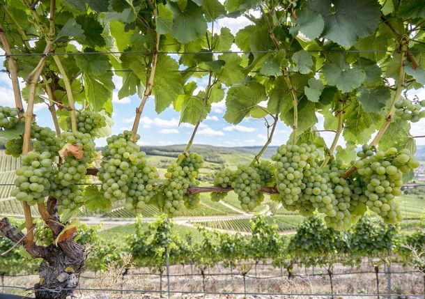 vinogradi sorta silvanac Würzburg