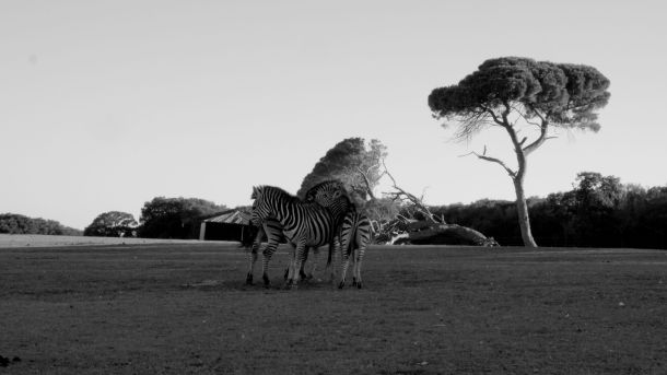 brijuni-izlozba-fotografija-4