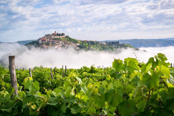 04-motovun-vinograd