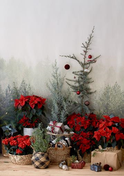 bozicna-zvijezda-dekoracija-04