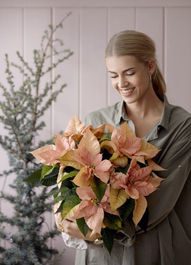 bozicna-zvijezda-poinsettia-2