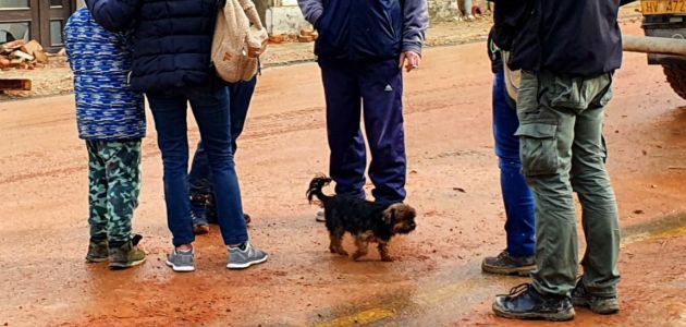 Što činiti nakon pronalaska psa u potresom pogođenom području